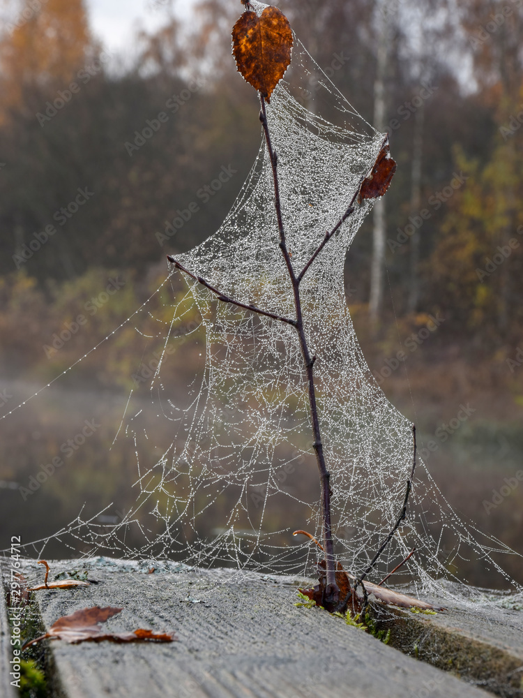 Wall mural dew drops on spider web in foggy field in morning. spider web dew macro view. spider web dew drops i
