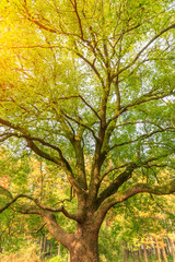 Green camphor tree in nature park