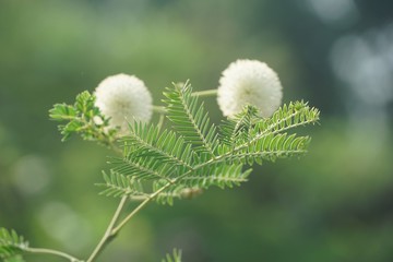 leucaena glauca tree in nature garden