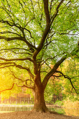 Obraz premium Green trees in a quiet nature park