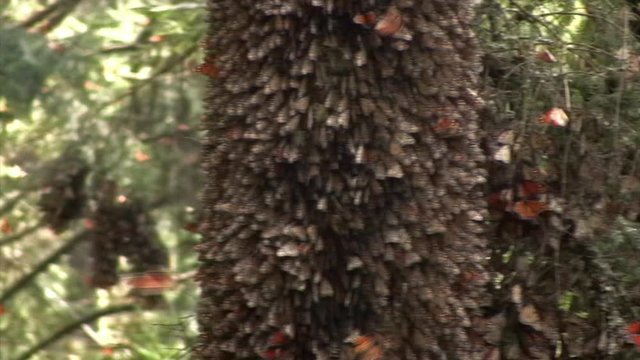 Monarca Butterflies