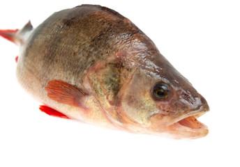 Fototapeta premium fresh perch fish on a white background