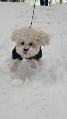 Bichon Frise  dog in a winter jacket cheerfully race through the snow. White small dog running outdoor in fluffy fresh white snow. Winter season and home pets concept.