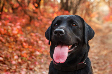 Portrait of a beautiful black labrador retriever against an autumnal forest. Canine background....