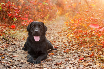Beautiful black labrador retriever lies against an autumnal forest. Canine background