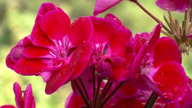 Nasse Pelargonien zittern im Wind (Nahaufnahme)