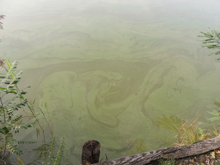 Disegni di melma nell'acqua