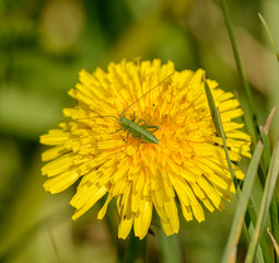 green grasshopper with antenna sideways on dandelion