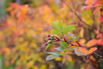bright juicy colors of autumn, rose hips leaves and berries, autumn composition
