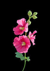 Pink mallow flower isolated on a black background