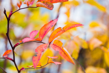 bright juicy colors of autumn, rosehip leaves, autumn composition