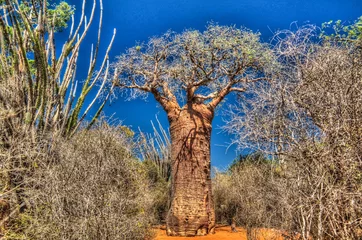 Zelfklevend Fotobehang Landschap met Adansonia rubrostipa aka diha baobab boom in Reniala reserve, Toliara, Madagaskar © homocosmicos