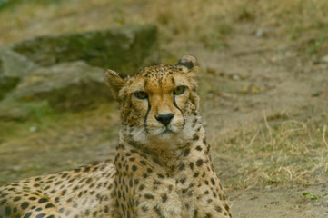 Gepard