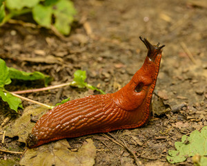 slug on the ground elevating head looking up