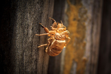 Close up of an empty golden skin of a bug after moulting, Namibia, Africa