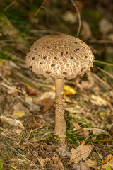 parasol mushroom in forest
