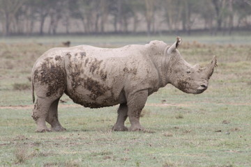 Obraz premium white rhino