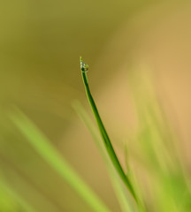 waterdrop on tip of grass
