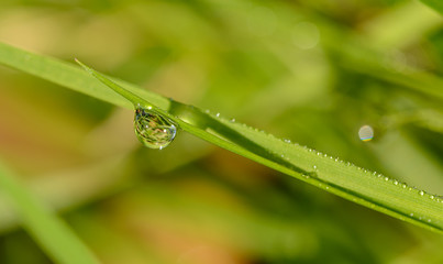 waterdrop on grass