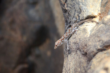 A young namib day gecko with a red drawing on its back is sitting on a rock, Kunene, Namibia, Africa