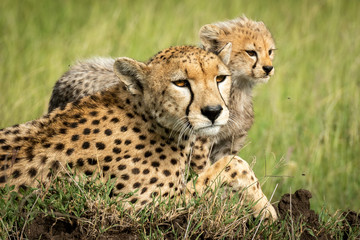 Close-up of female cheetah lying with cub