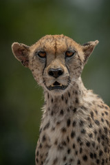 Close-up of female cheetah sitting eyeing camera