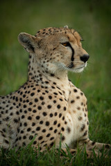 Close-up of female cheetah lying on grass