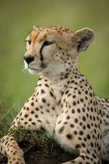 Close-up of female cheetah lying on mound