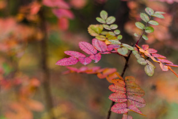 bright juicy colors of autumn, rosehip leaves, autumn composition