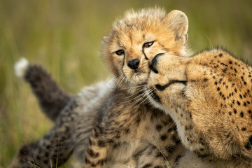 Close-up of female cheetah nuzzling young cub