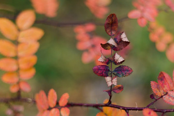 bright juicy colors of autumn, rosehip leaves, autumn composition