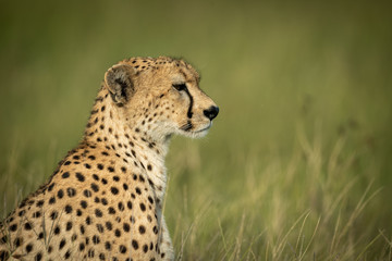 Close-up of female cheetah sitting in grassland