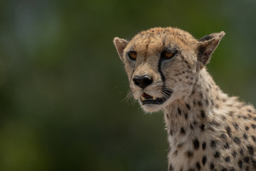 Close-up of female cheetah sitting looking left