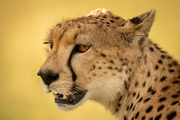 Naklejka premium Close-up of female cheetah with mouth open