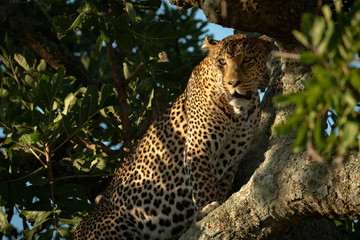 Close-up of female leopard among leafy branches