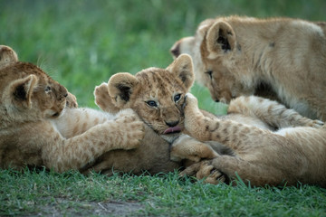Close-up of four lion cubs play fighting
