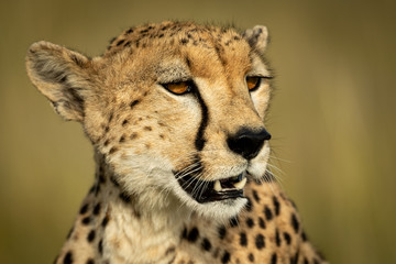 Close-up of head of cheetah looking right