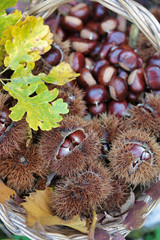 basket of chestnuts hedgehogs and autumn leaves