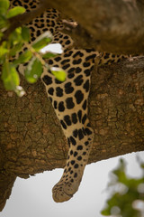 Fototapeta na wymiar Close-up of leopard leg dangling from branch