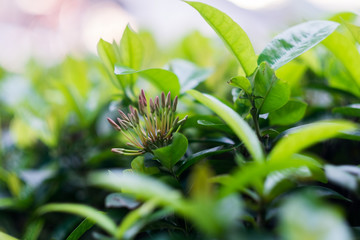 small red flower in the field.