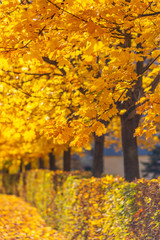 Crowd of orange colored trees in autumn season. Used low depth of field with blurred background.