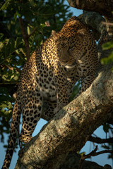 Fototapeta na wymiar Close-up of leopard looking down from tree