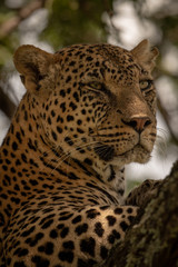 Close-up of leopard lifting head on branch