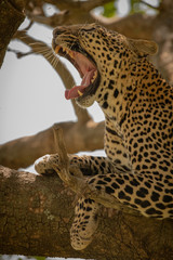 Close-up of leopard lying in tree yawning