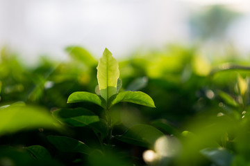 green leaf under the sun light.