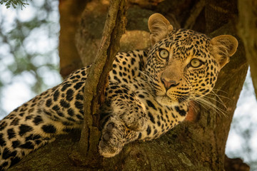 Close-up of leopard lying on thick branch