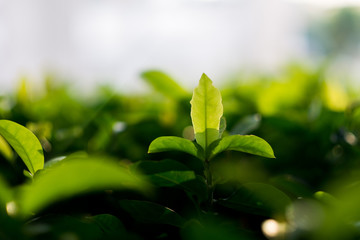 green leaf under the sun light.