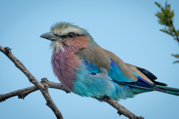 Close-up of lilac-breasted roller perched on branch
