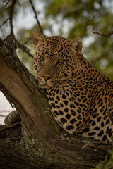 Close-up of leopard on branch looking down
