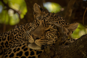 Close-up of leopard resting head on branch